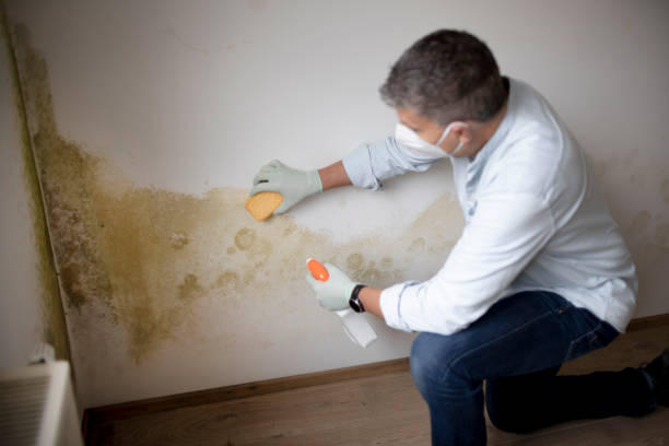  Waikoloa Village, HI Mold Removal Pros