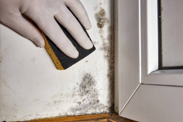Best Dehumidification Services  in Waikoloa Village, HI